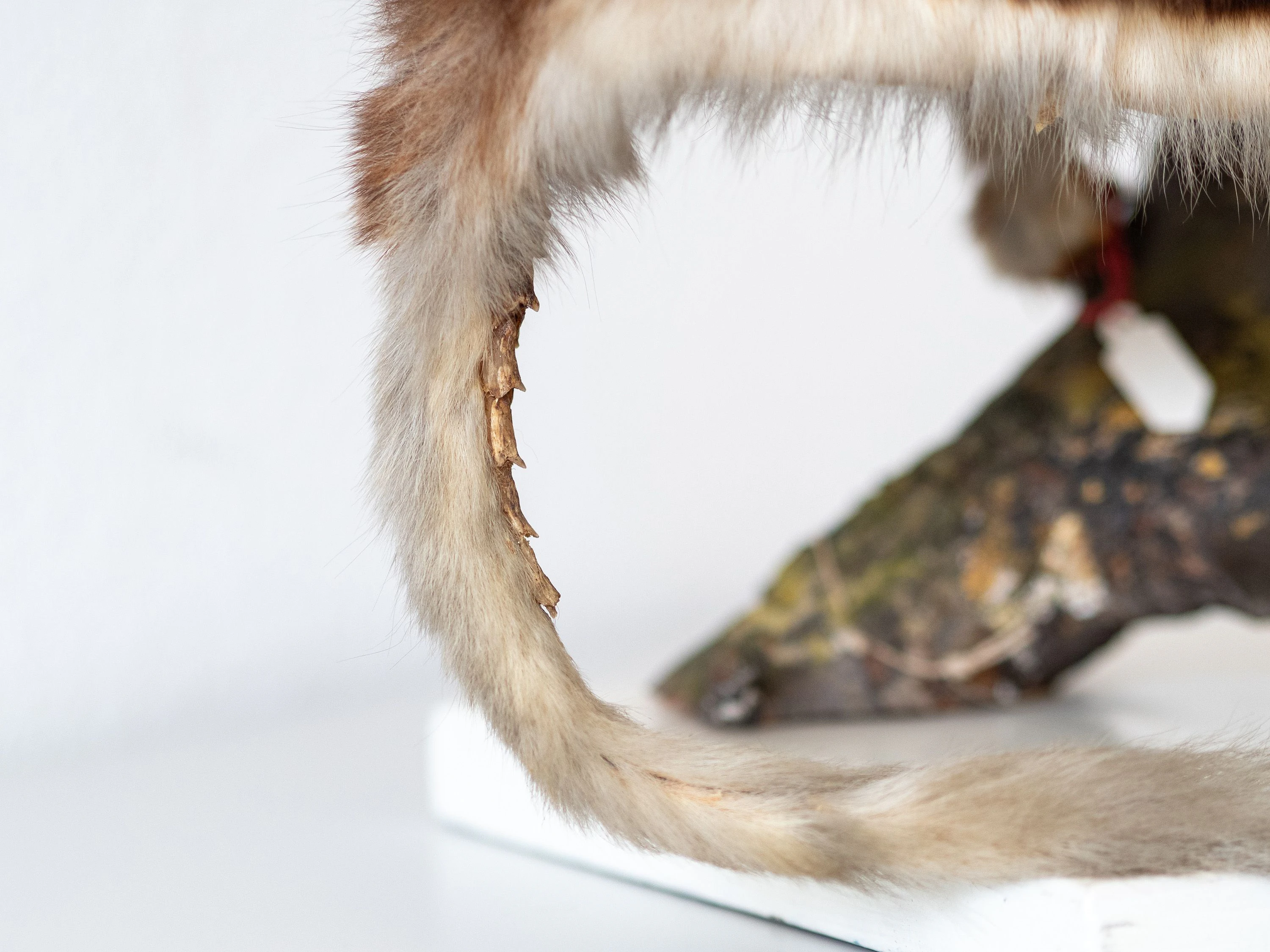Spines