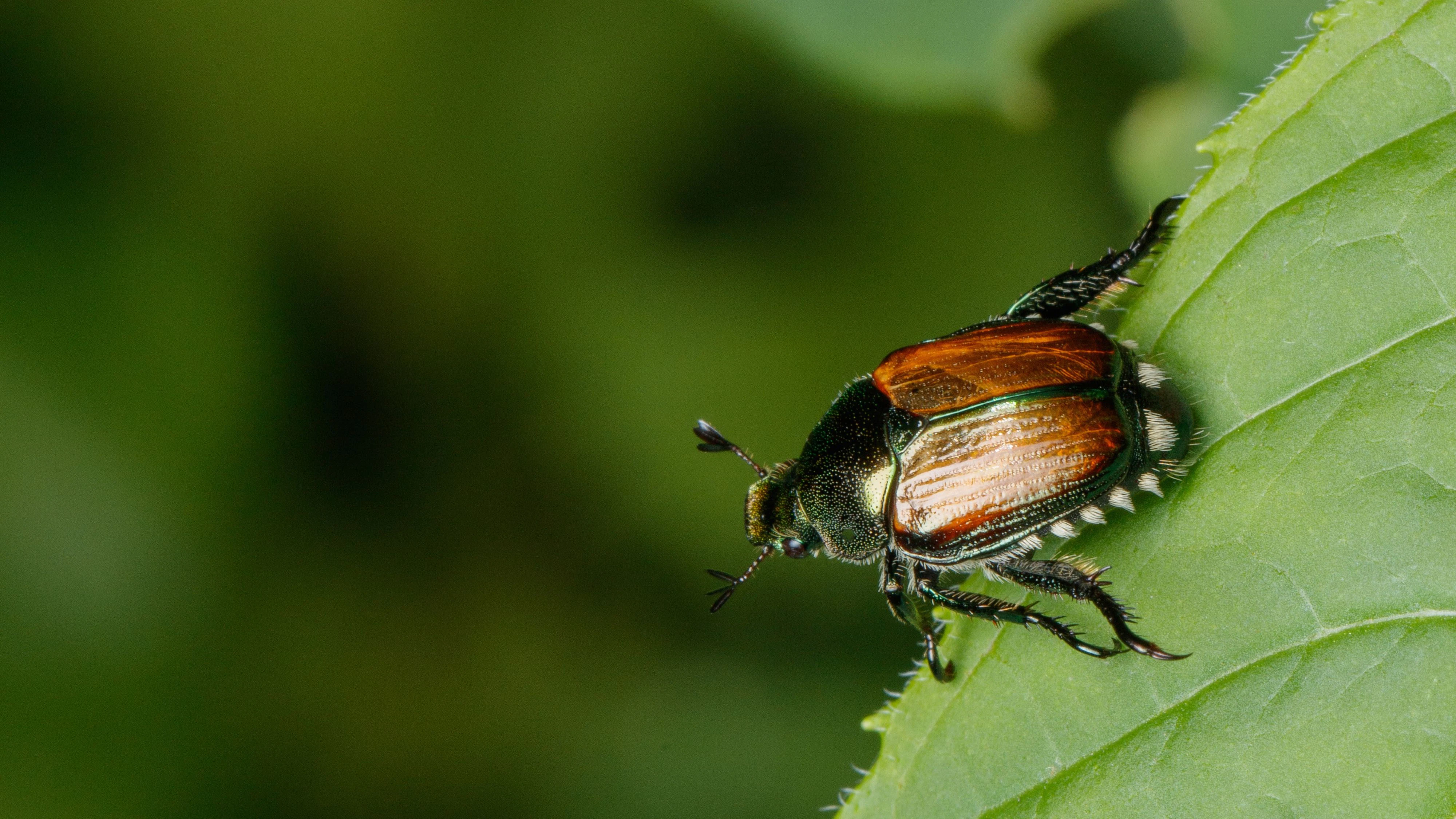 Un coleottero giapponese su una foglia verde