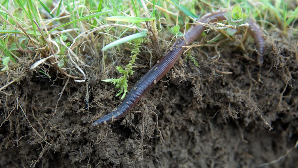 landwirtschaftlicher Böden