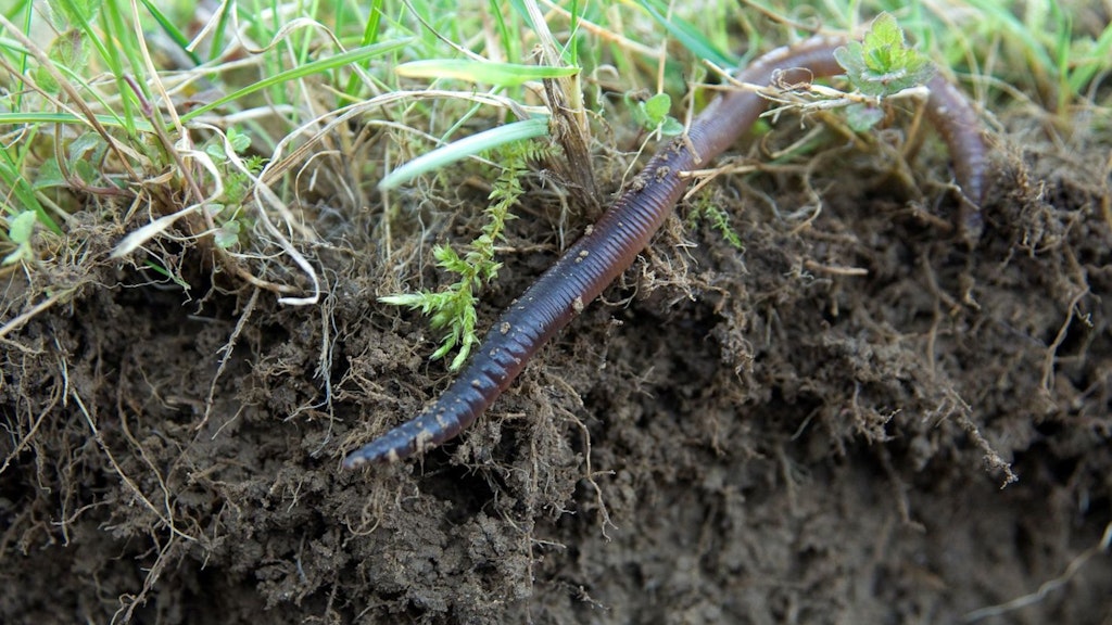 Boden, Regenwurm, Versuchsstation Landwirtschaftliche Böden 