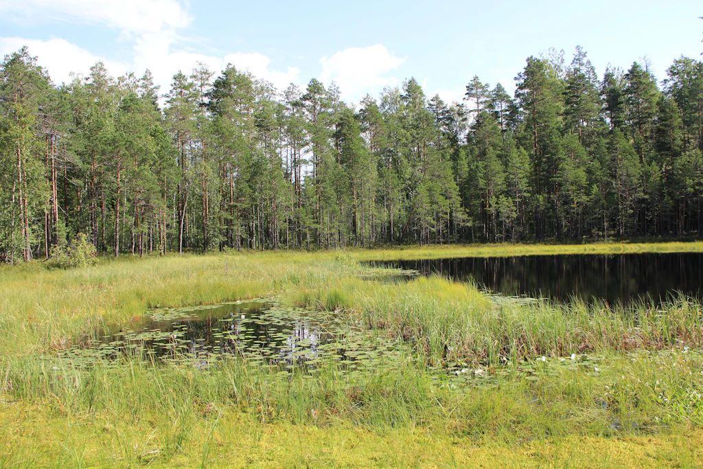 Feuchtwälder verschiedene Formen