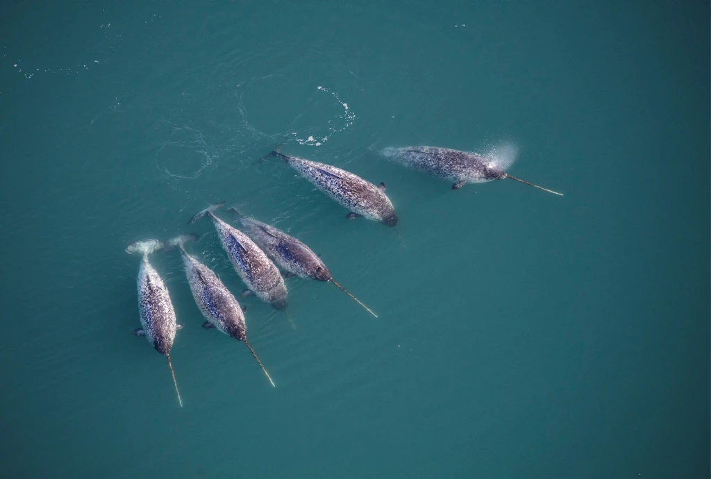 Narwhals