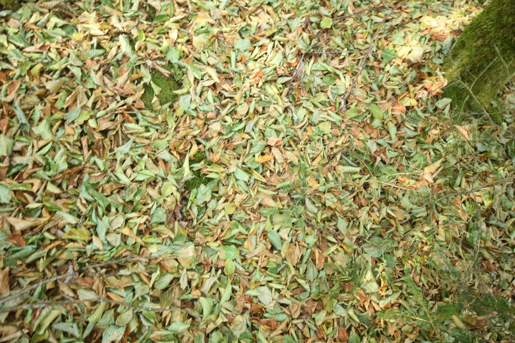 Feuilles sèches