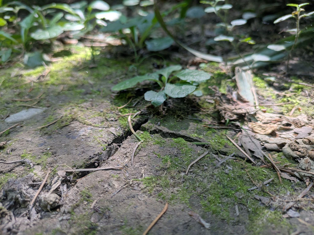 Trockener Waldboden