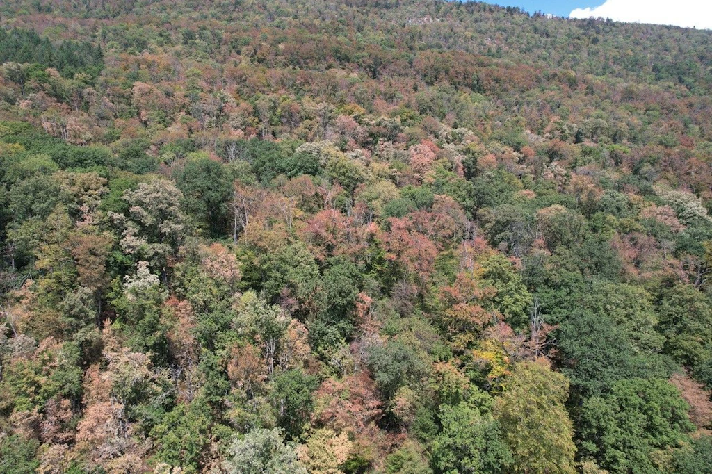 Ein Wald bei Biel mit vielen braunen Baumkronen aus der Vogelperspektive.