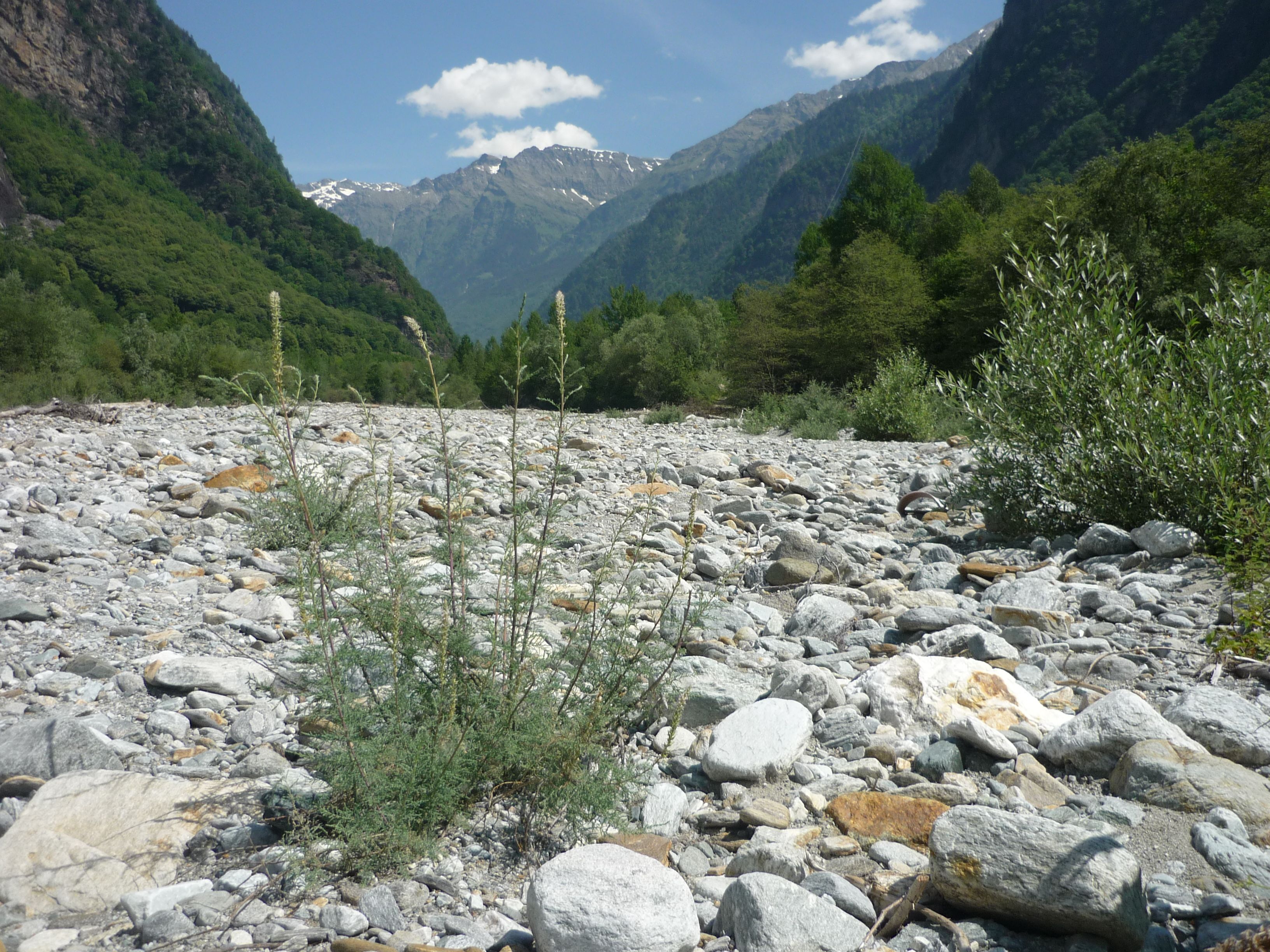 Eine deutsche Tamariske auf Kies in einem Fluss, blauer Himmel. 