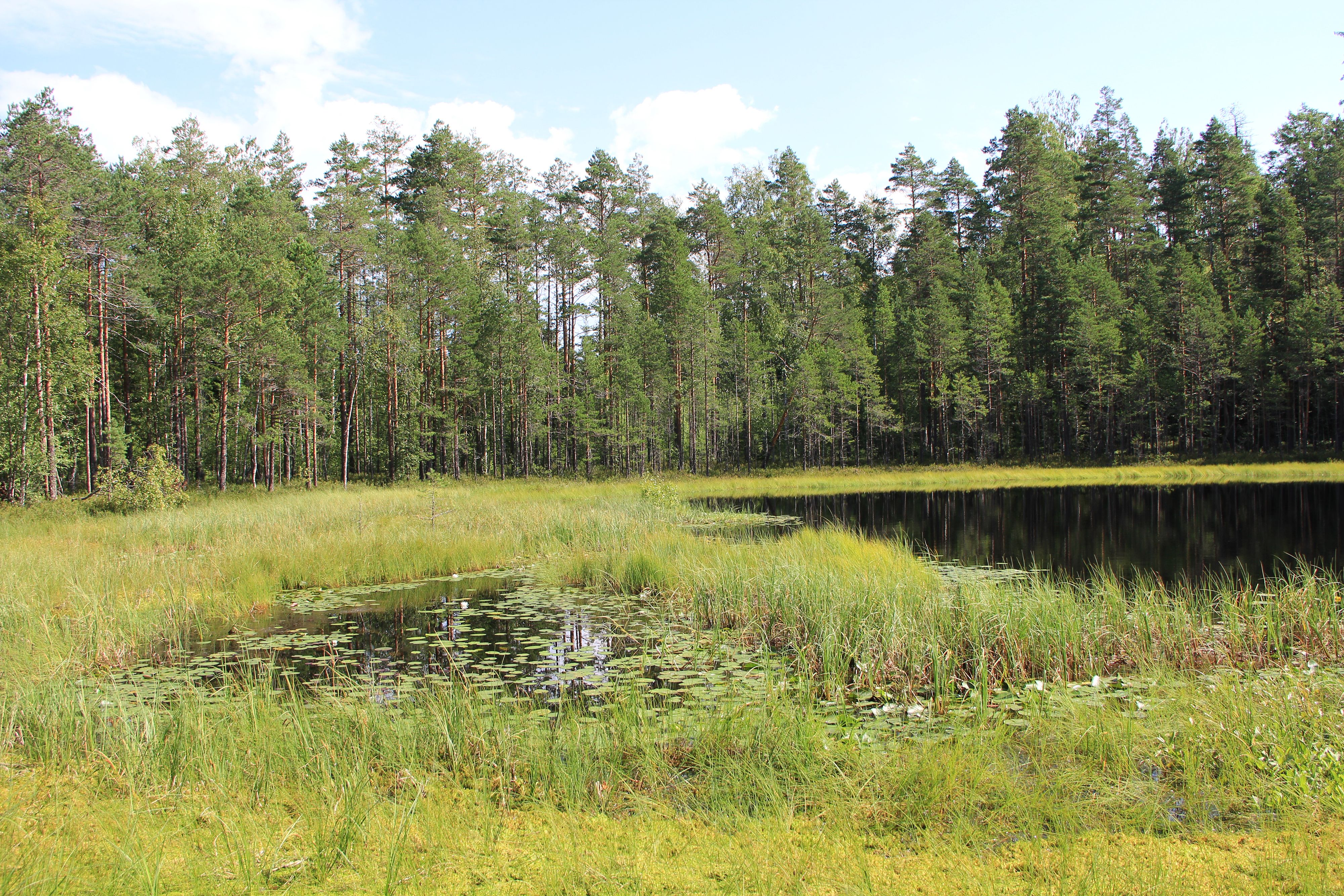 Feuchtwälder verschiedene Formen