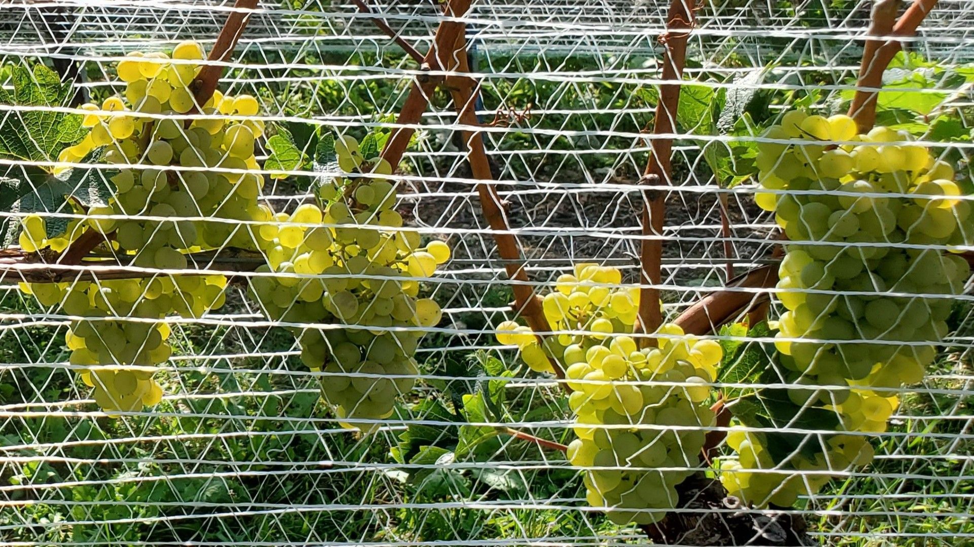 cépages résistants aux maladies fongiques